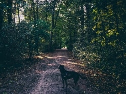 Hund bei einem Spaziergang auf einem Waldweg