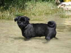 Hund im Wasser