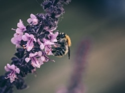 Biene auf einer violetten Blüte