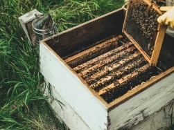 Geöffneter Bienenstock mit einem Bienenvolk