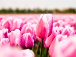 An individual unopened pink tulip in a tulip field.