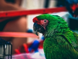Nahaufnahme eines grünen Papageis