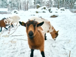 Eine Ziege im Schnee schaut in die Kamera