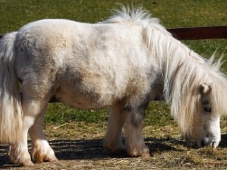 Weißes Pony auf einer Weide