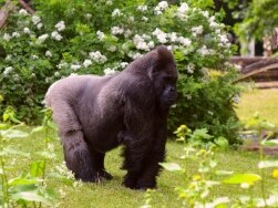 Gorilla Fritz