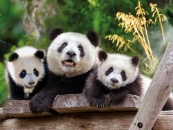 Großer Panda Meng Meng mit Nachwuchs