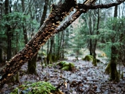 Mit Pilzen bewachsener Baumstamm im Wald