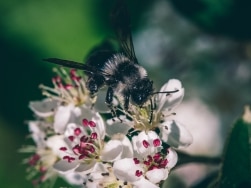 Biene auf einer weißen Blüte