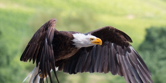 Weißkopfseeadler bei der Flugschau im Wildparadies Tripsdrill