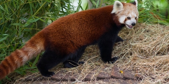 Kleiner Panda im Zoo Krefeld