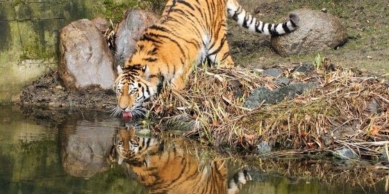 Tiger am Uferrand im Tierpark Hagenbeck