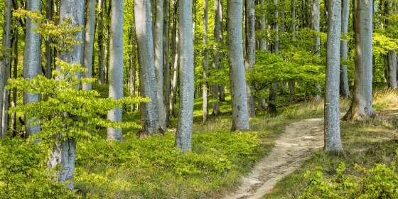 Buchenwald im Nationalpark Jasmund