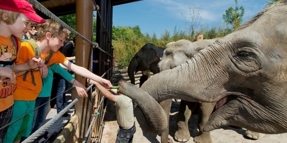 Kinder füttern Elefanten