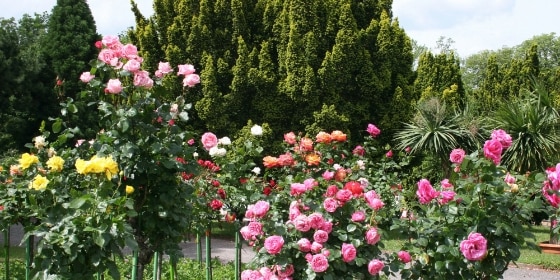 Rosenstöcke im Rosarium Sangerhausen