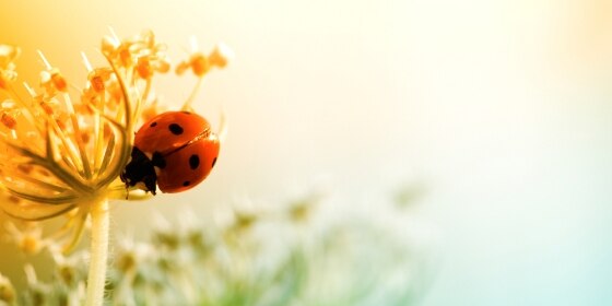 Ladybug sitting on top of wildflower