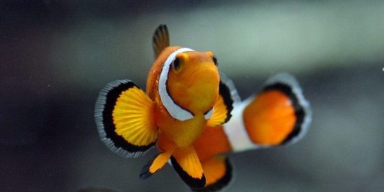 Clownfisch im Tropen-Aquarium Hagenbeck