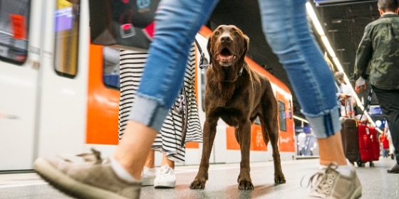 Ein Hund und mehrere Personen am Bahnsteig