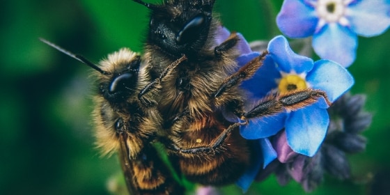 Bienen auf einer blauen Blüte