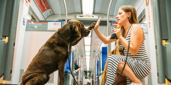 Ein Hund gibt seiner Besitzerin ein High Five in der S-Bahn