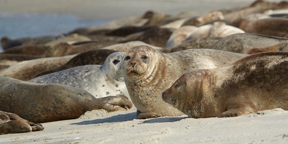 Robben am Strand