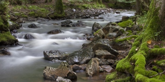 Bach im Wald