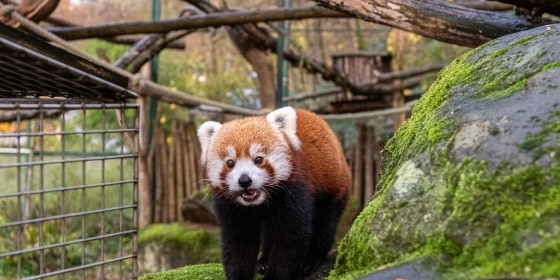 Roter Panda im Zoo Saarbrücken