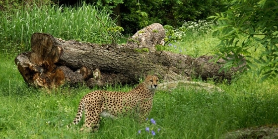 Gepardenanlage Zoo Köln