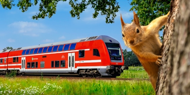 Zug der S-Bahn Dresden und Eichhörnchen