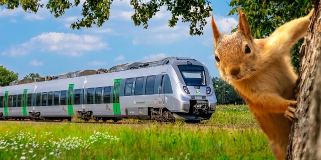 Zug der S-Bahn Mitteldeutschland und Eichhörnchen