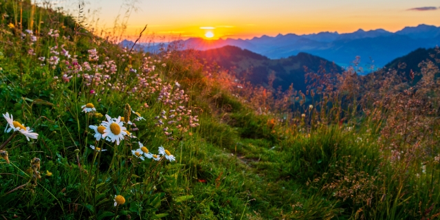 Allgäu Sommerwiese