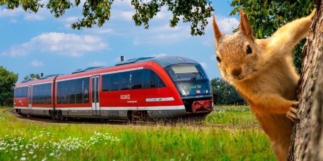 Regiozug und Eichhörnchen
