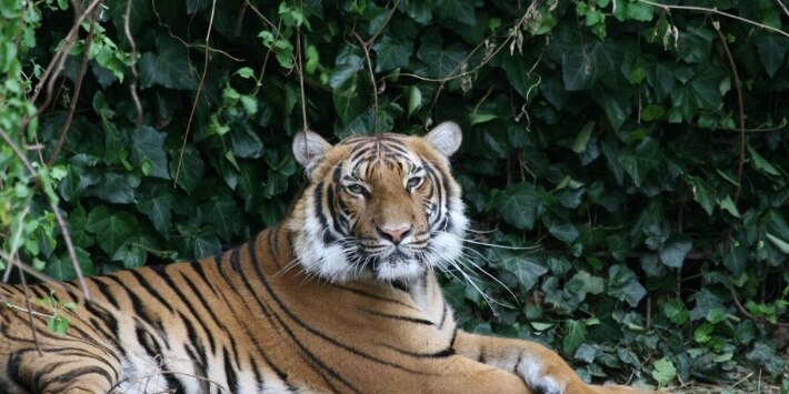 Tiger liegt auf der Wiese im Zoo Dortmund