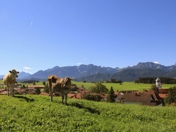 Wiese im Allgäu mit Kühen