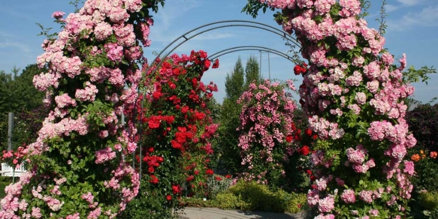 Rosen im Europa-Rosarium