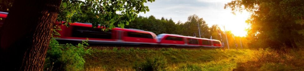 In einem Forst kurz nach Wegliniec